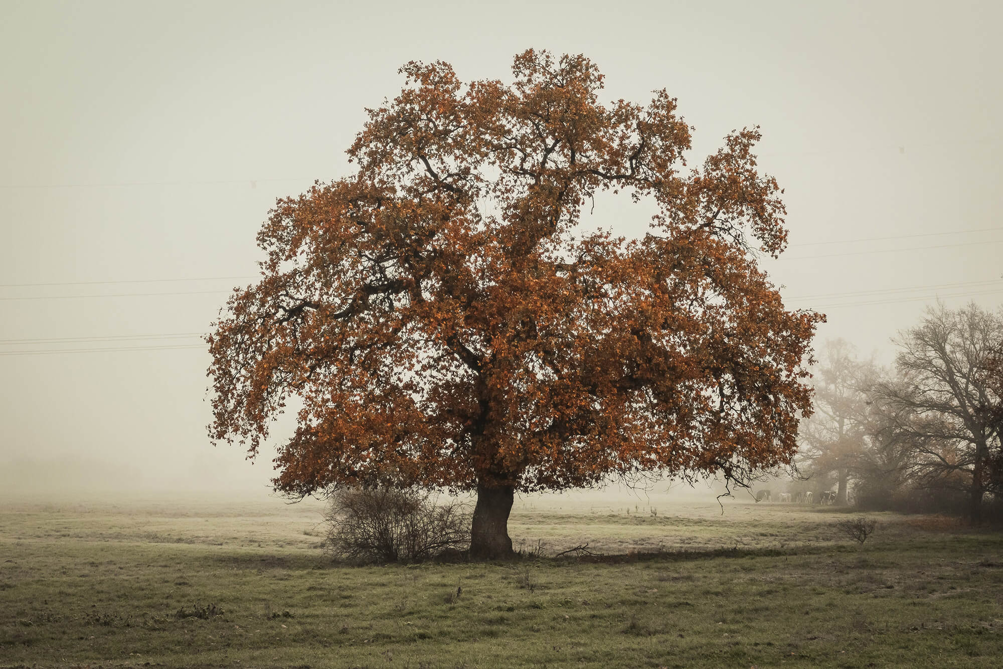 November = Treevember