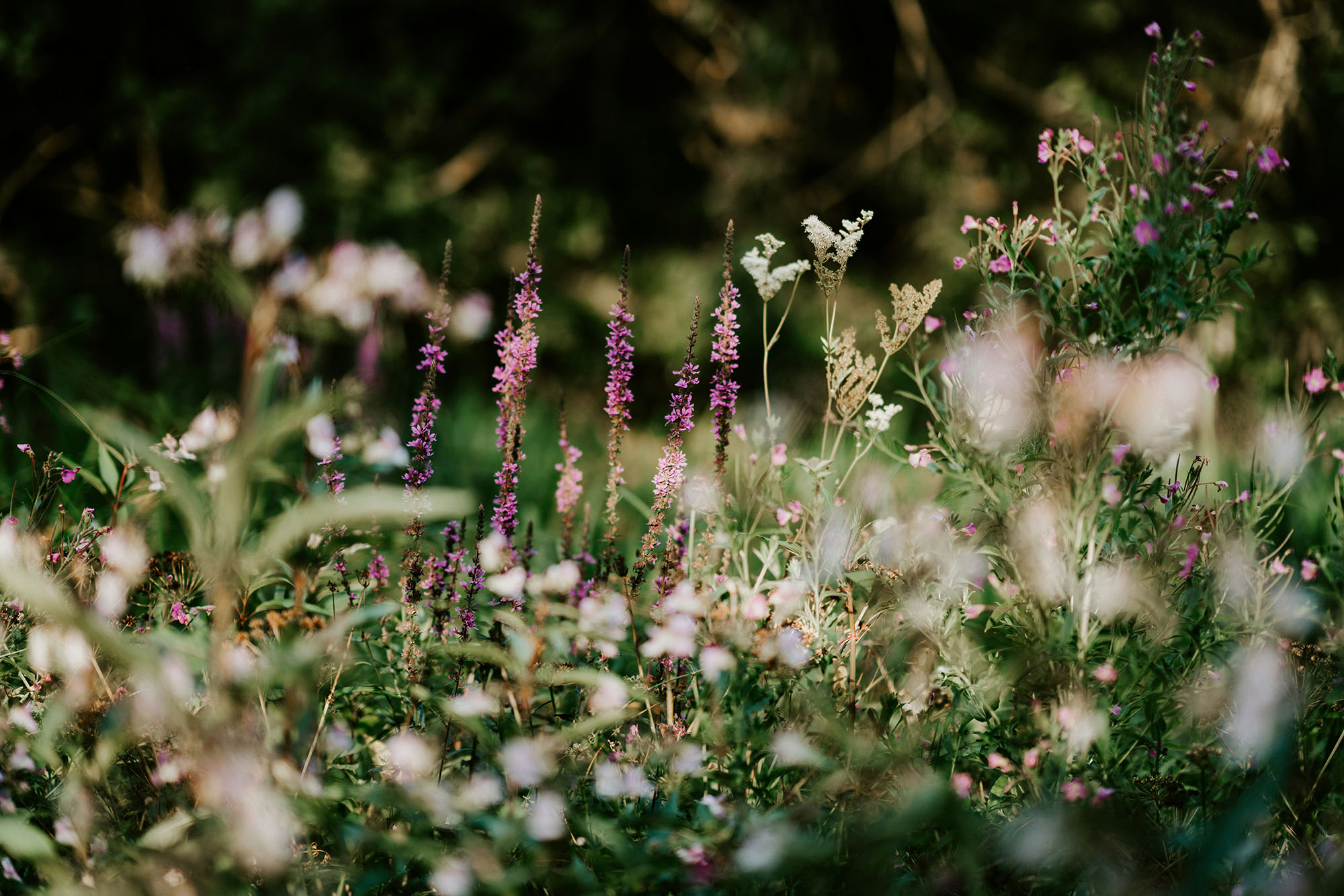 Maak je tuin levendig met mooie borders die bijdragen aan een beter milieu