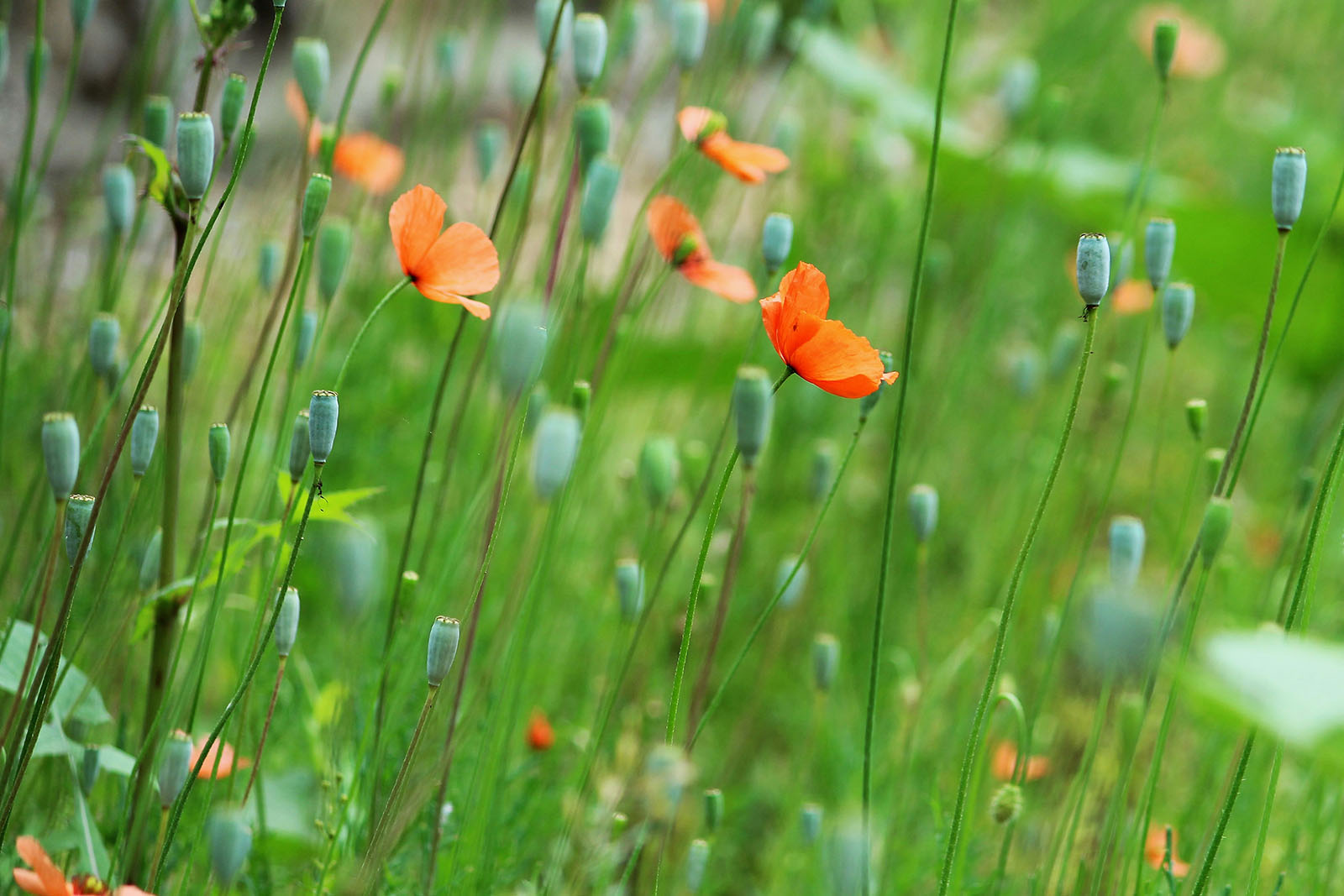 15 tips voor een duurzame tuin