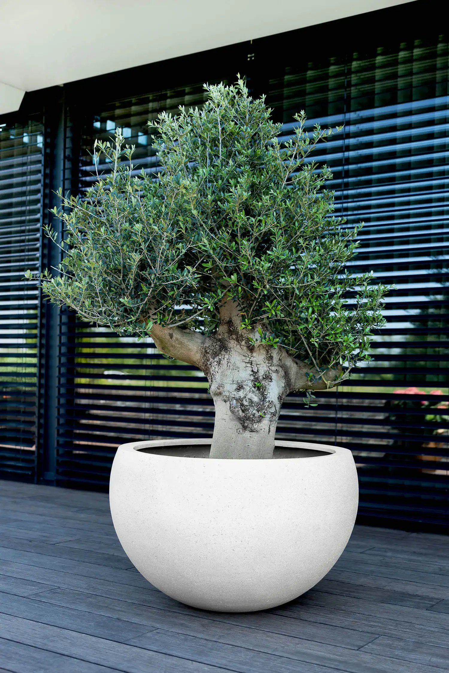 Grigio Elena - Antique White