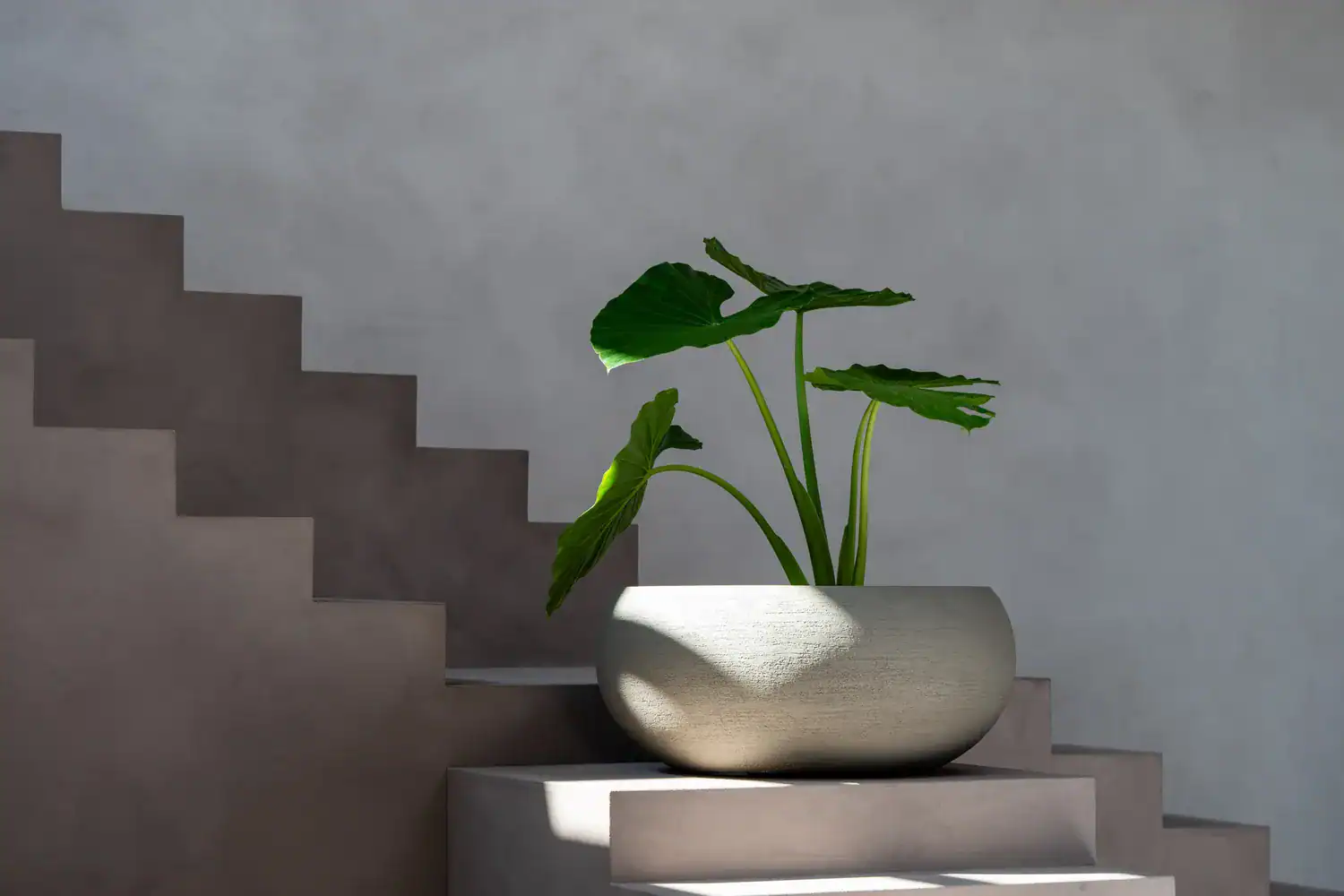 Terreno Low Balloon - Clay